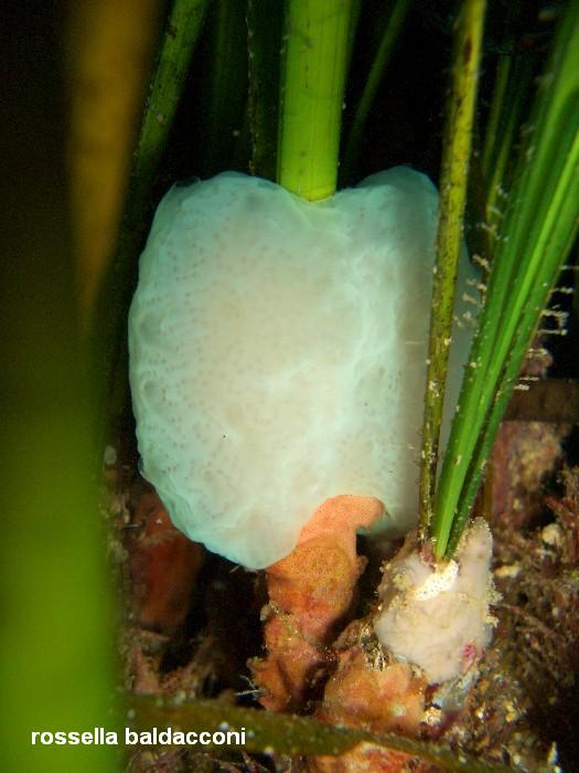 La Posidonia oceanica